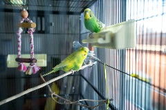 Birds at St Marks